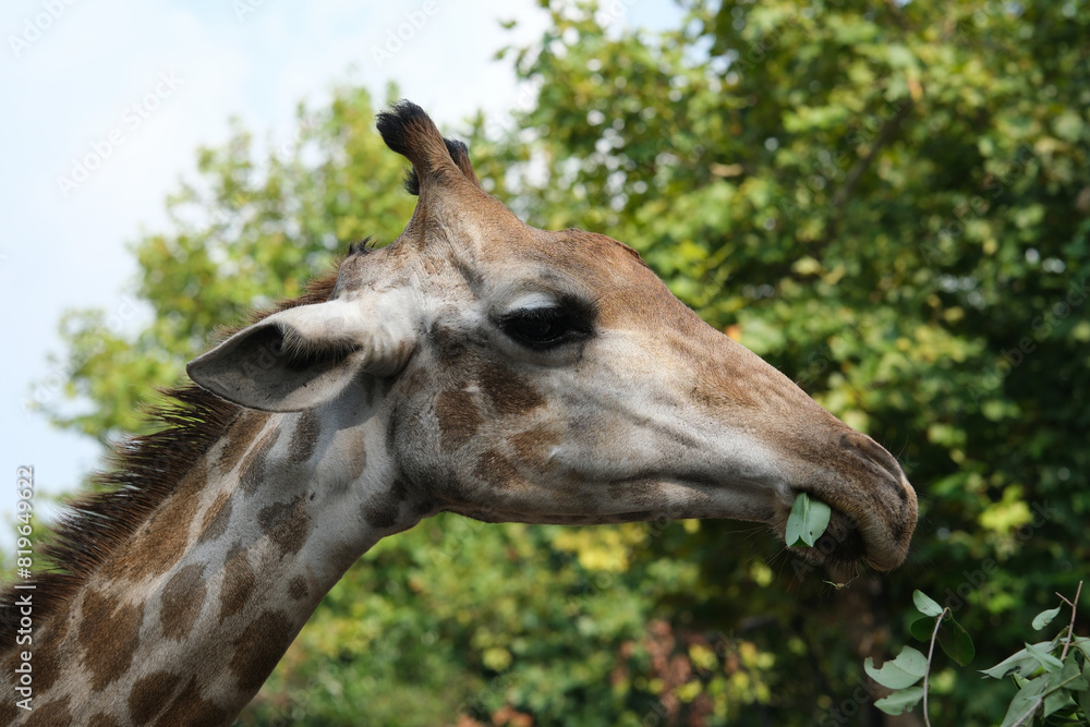 Fototapeta premium close up giraffe eating tree leaves