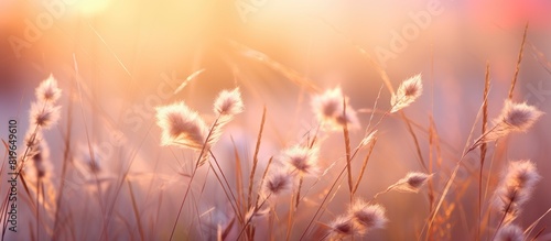 Soft focus flowers and grass in the evening with copy space image