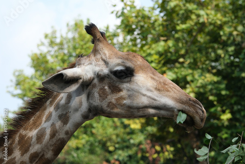 close up giraffe eating tree leaves