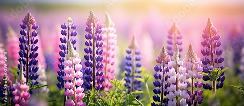 Selective focus photo showcasing a beautiful field of summer lupins with ample copy space image