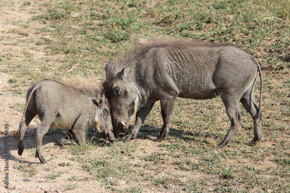 Warzenschwein / Warthog / Phacochoerus africanus.. Warzenschwein / Warthog / Phacochoerus africanus..