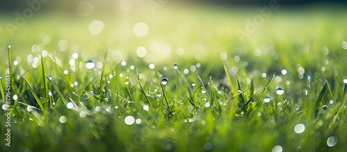 Early morning dew glistens beautifully on the grassy meadow creating a charming scene with copy space image