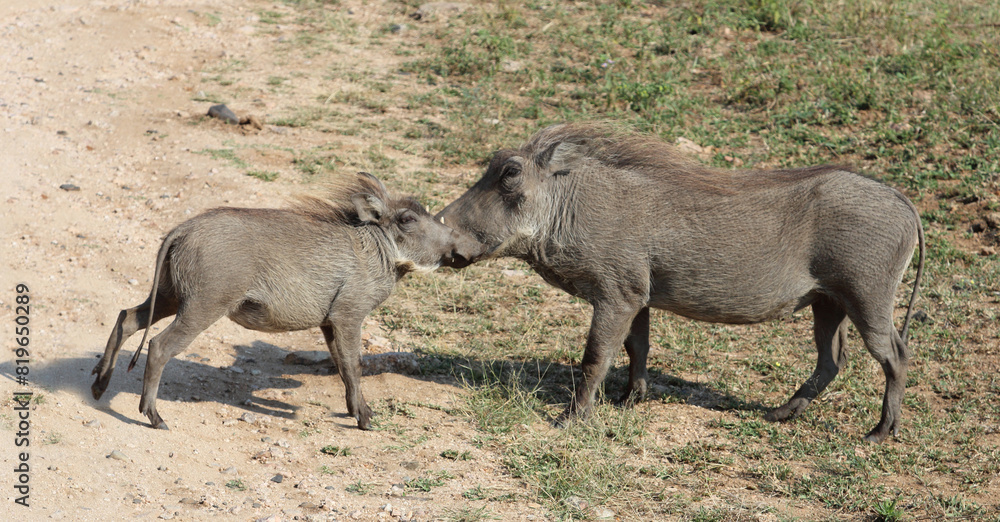 Warzenschwein / Warthog / Phacochoerus africanus.. Warzenschwein / Warthog / Phacochoerus africanus..