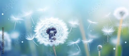 Panel kuchenny z motywem Macro shot of a white dandelion with seeds featuring a soft focus effect The background is naturally blurred providing a copy space image