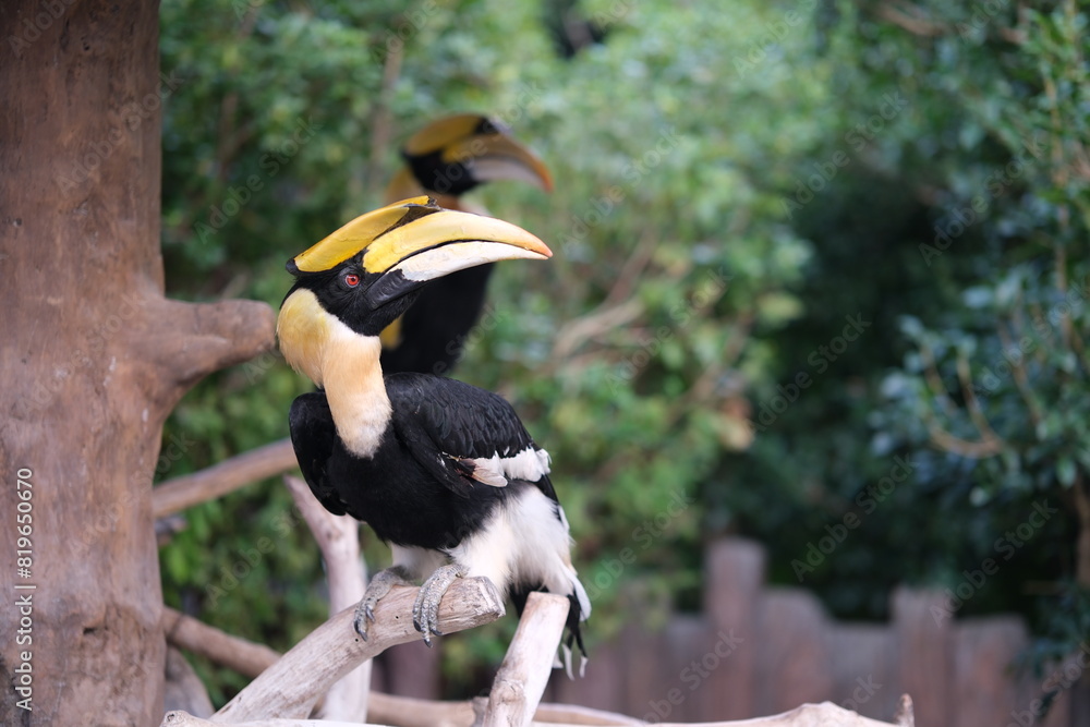 great hornbill (Buceros bicornis) bird in zoo great hornbill (Buceros bicornis) bird in zoo
