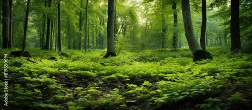 Lush spring forest landscape with dense patches of stinging nettle providing a natural backdrop for a copy space image