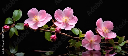 The wild rose flower also known as the dog rose blossom or sweet briar is also referred to as eglantine suitable for a copy space image