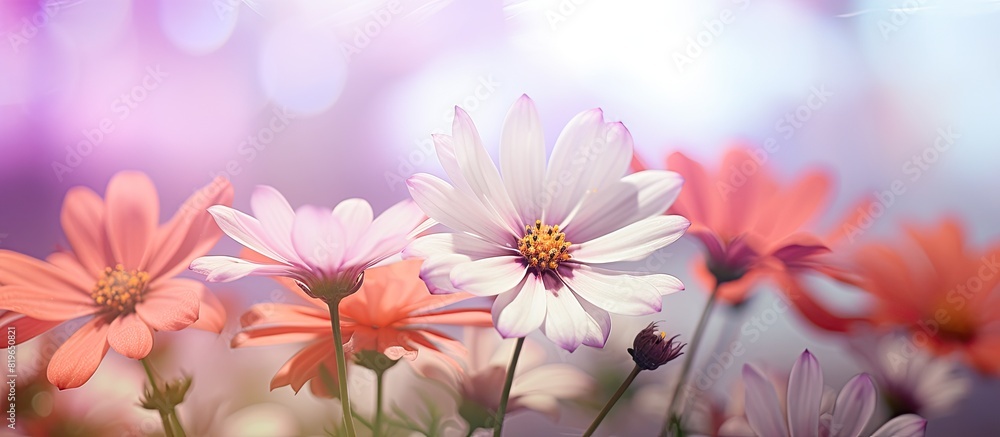 Soft focus effect applied to flowers creating a shallow depth of field with blurred background suitable for a copy space image Soft focus effect applied to flowers creating a shallow depth of field with blurred background suitable for a copy space image