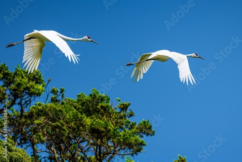 Graceful Whooping Cranes in Flight Against Blue Sky