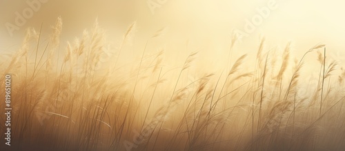 Tall grass illuminated by the sun in a light fog creating a tranquil atmosphere with copy space image