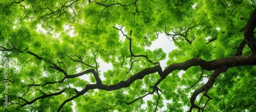 A vibrant green walnut tree seen from below with abundant branches and leaves displaying visible leaf veins perfect for a copy space image photo