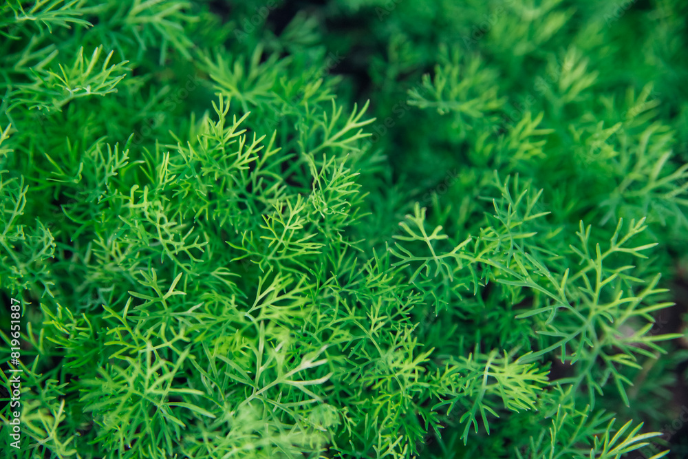 Green dill leaves in the garden. Organic farm. Healthy eating. Foods rich in vitamins. Agricultural industry. Natural background. Fragrant seasoning. Green dill leaves in the garden. Organic farm. Healthy eating. Foods rich in vitamins. Agricultural industry. Natural background. Fragrant seasoning.