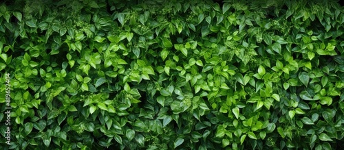 Panoramic green wall surface with copy space image for decoration design featuring a natural background texture perfect for summer and spring