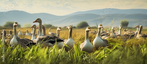 A large group of geese on the field with a copy space image photo