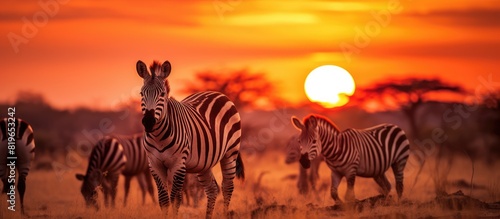 Zebra Herd at Sunset in Singita Grumeti Reserves. Copy space image. Place for adding text and design