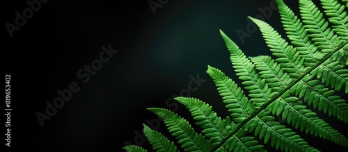 A detailed close up photo of a fern leaf with empty space for text or graphics known as a copy space image