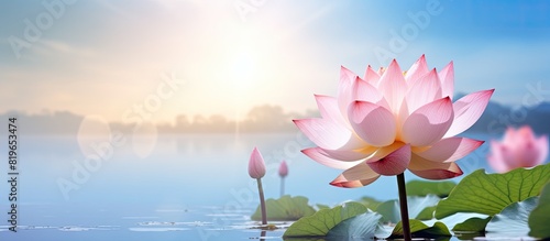 A charming pink lotus adorns the serene background of the copy space image
