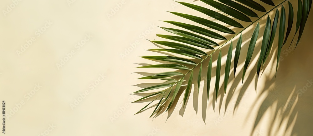 Fototapeta premium Top view of a green tropical leaf shadow on sandy background depicting a minimalist summer theme with a palm tree leaf for a creative copy space image