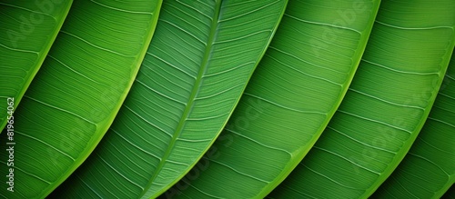 Detailed tropical green leaf texture with copy space image photo