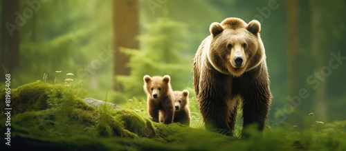 Brown bear mother with cub in their natural habitat a summer forest with the scientific name Ursus Arctos Arctos against a background of a lush green forest with copy space image