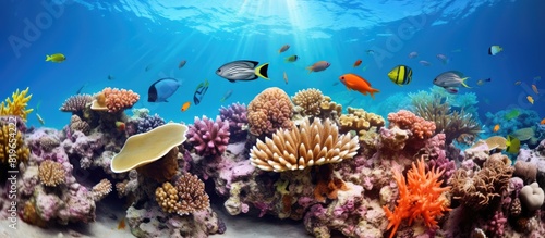 Red Sea coral reef scene with abundant marine life and colorful corals ideal for a copy space image