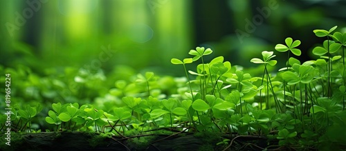 A common forest plant known as shamrock or oxalis creates a dense cover in the forest perfect for a copy space image