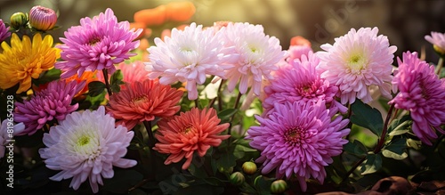 Benjamas flowers in the garden with beautiful chrysanthemums mums and chrysanths with a copy space image