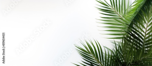 Palm leaves against a plain white backdrop provide copy space image