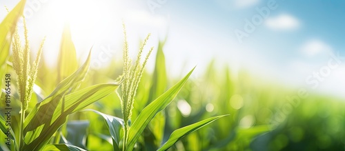 Fototapeta Naklejka Na Ścianę i Meble -  A sunny summer day with sunlight shining on a field of green corn creating a vibrant scene with a copy space image