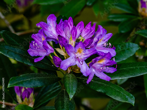 Purple rhododendron in domestic garden (Southampton, England)