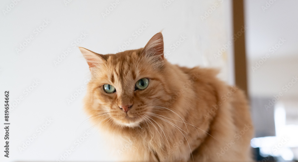 見つめる猫 茶トラ猫 見つめる猫 茶トラ猫