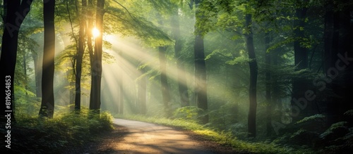 A forest path illuminated by sun rays with a copy space image