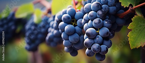 Ripe dark blue fruits from Vitis vinifera grape vines in a winemaking vineyard during harvest season with a copy space image