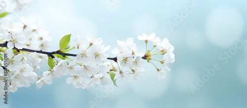Blooming cherry tree in spring with fresh white flowers on branches providing copy space image © Ilgun