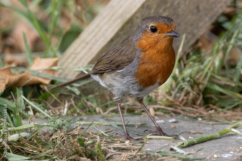 Robin on the ground Robin on the ground