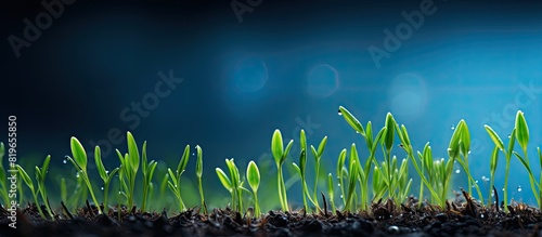 Green spring grass plants are sprouting from the earth under the rain against a blue backdrop with copy space image © Ilgun