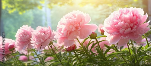 Pink peonies in a beautiful garden setting make a charming copy space image