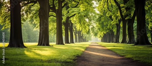 An inviting path through the park beckons for a leisurely stroll with an appealing copy space image