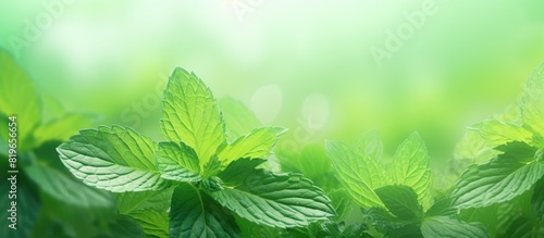 Abstract green mint leaf background with blurred leaves and circular bokeh ideal as a backdrop for wallpaper and design with copy space image