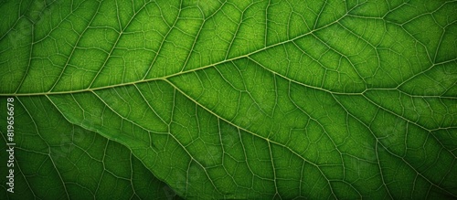 Macro photograph of green leaf structure with intricate details on a textured background ideal for a copy space image