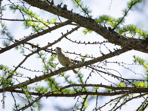 Bush Warbler singing on tree