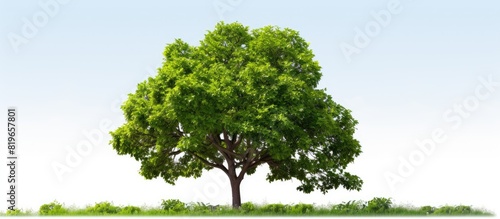 Tree on white background suitable as a design element with copy space image for customization