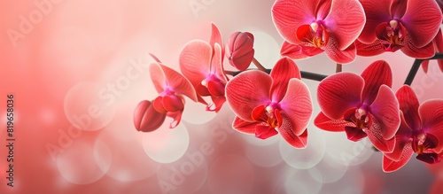 Close up of vibrant red orchids with copy space image