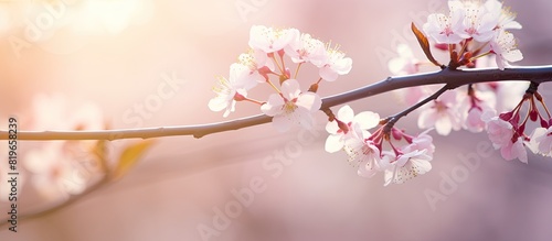 Selective focus on a spring blossom tree with a soft background ideal for a copy space image