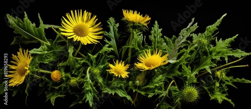 Sonchus oleraceus also known as annual sowthistle features various common names such as hare s colwort milk thistle and soft thistle It is identifiable by its smooth leaves and copy space image photo