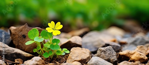 Close up macro image of small yellow clover trefoil flowers with green Medicago lupulina leaves on rocky dry soil background with copy space image