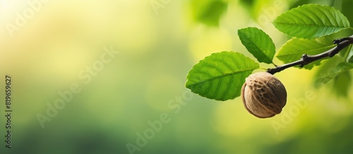 A young walnut photographed at sunset on a tree with leaves against a green background creating a picturesque copy space image photo