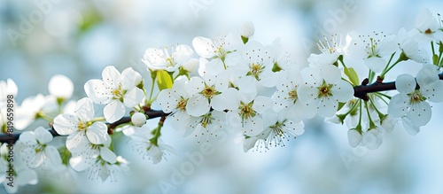 White flowers blooming on a tree with a background perfect for adding text or other images known as a copy space image © Ilgun