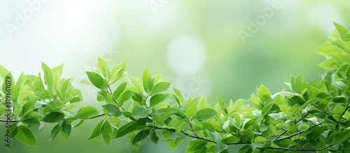 Wildbetal leafbush with green leaves symbolizes organic food and herb with a serene copy space image photo