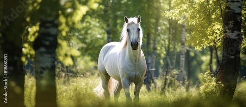 A stunning white horse with a flowing mane grazes in a rural field near a birch forest under the daytime sun filtering through the trees canopy amidst a serene natural setting with a copy space image